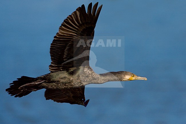 Aalscholver in de vlucht; Great Cormorant in flight stock-image by Agami/Daniele Occhiato,