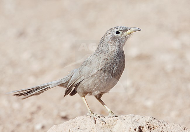 Arabische Babbelaar in zit; Arabian Babbler perched stock-image by Agami/Markus Varesvuo,