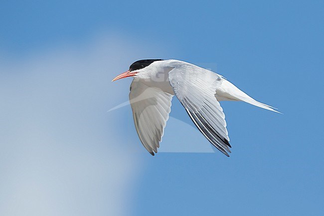Adult Elegant Tern (Thalasseus elegans) in breeding plumage at San Diego County, California, USA in May 2016. stock-image by Agami/Brian E Small,