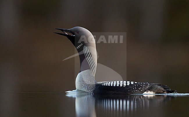 Adulte Parelduiker in zomerkleed; Adult summer Black-throated Loon stock-image by Agami/Markus Varesvuo,
