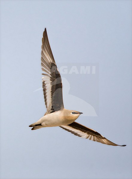 Kleine Vorkstaartplevier, Small Pratincole, Glareola lactea stock-image by Agami/Marc Guyt,