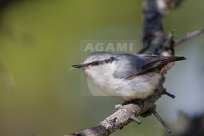 Adult Asian Nuthatch (Sitta europae asiatica) perched on a branch in Kazakhstan pine forest. stock-image by Agami/Ralph Martin,