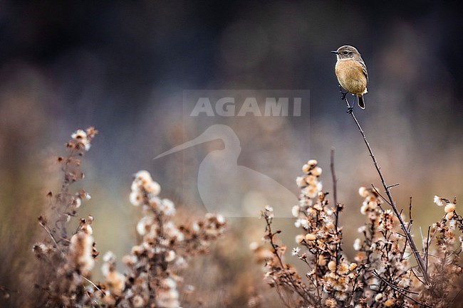 European Stonechat (Saxicola rubicola) in Italy. stock-image by Agami/Daniele Occhiato,