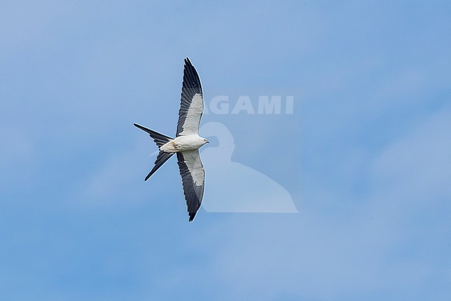 Adult Swallow-tailed Kite (Elanoides forficatus) soaring above São Jorge Island. stock-image by Agami/David Monticelli,