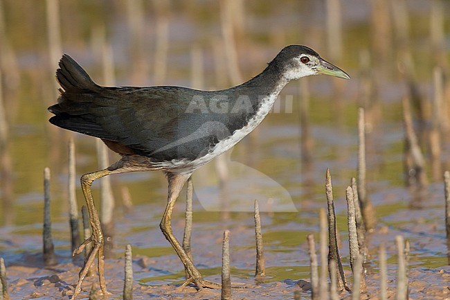 White-breasted Waterhen (Amaurornis phoenicurus), juvenile walking in a swamp, Khawr Jirama,Ash Sharqiyah South Governorate, Oman stock-image by Agami/Saverio Gatto,