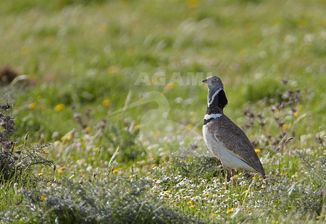 Mannetje Kleine Trap; Male Little Bustard stock-image by Agami/Markus Varesvuo,