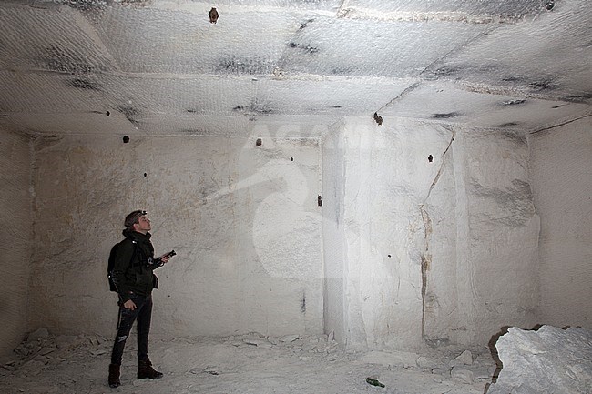 Vleermuizenonderzoeker in grot met vleermuizen, Batresearcher in batcave stock-image by Agami/Theo Douma,