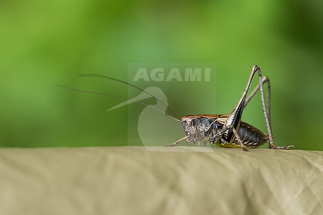 Pholidoptera griseoaptera - Dark bush-cricket - Gewöhnliche Strauchschrecke, Croatia, imago stock-image by Agami/Ralph Martin,
