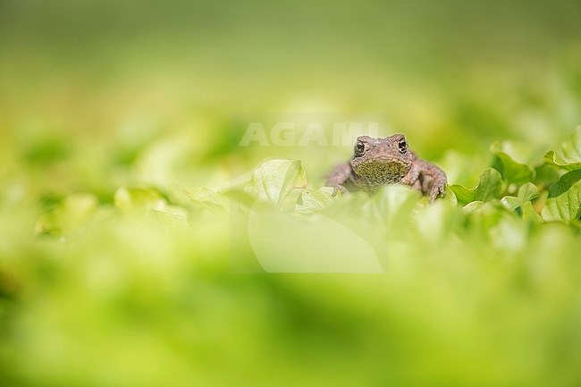 immature Common Toad stock-image by Agami/Wil Leurs,