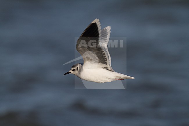 Volwassen Dwergmeeuw in winterkleed; Adult winter Little Gull stock-image by Agami/Chris van Rijswijk,