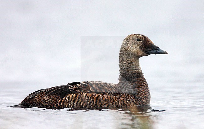 Adult female
Barrow, AK
June 2009 stock-image by Agami/Brian E Small,