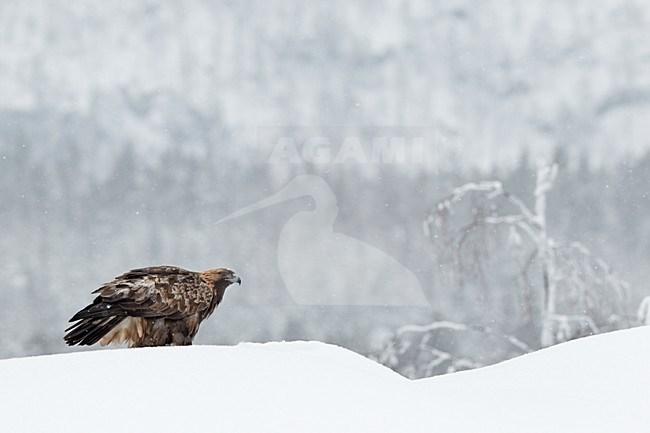 Steenarend in de sneeuw, Golden Eagle in the snow stock-image by Agami/Markus Varesvuo,