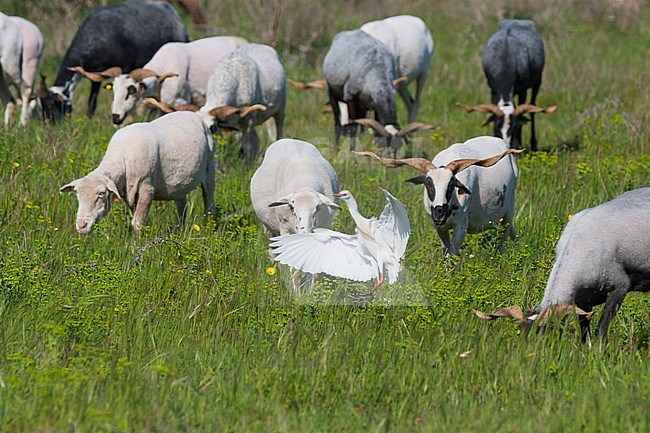 Cattle Egret (Bubulcus ibis ibis), Portugal, adult landing in fields with local race sheep with odd horns. stock-image by Agami/Ralph Martin,