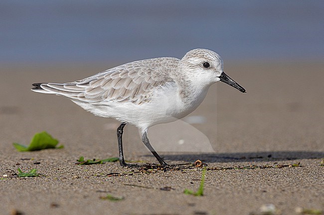 Sanderling (Calidris alba), side view of an adult in winter plumage standing on the sand, Campania, Italy stock-image by Agami/Saverio Gatto,