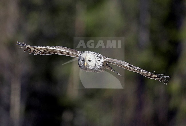 Oeraluil vliegend, Ural Owl flying stock-image by Agami/Dick Forsman,
