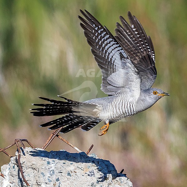 Probable male Eastern Common Cuckoo take off from a stone in Atyrau, Kazakhstan. May 30, 2017. stock-image by Agami/Vincent Legrand,
