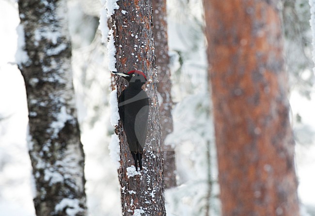 Zwarte Specht tegen een boom in besneeuwd taiga bos; Black Woodpecker perched against a tree in a snow covered taiga forest stock-image by Agami/Marc Guyt,