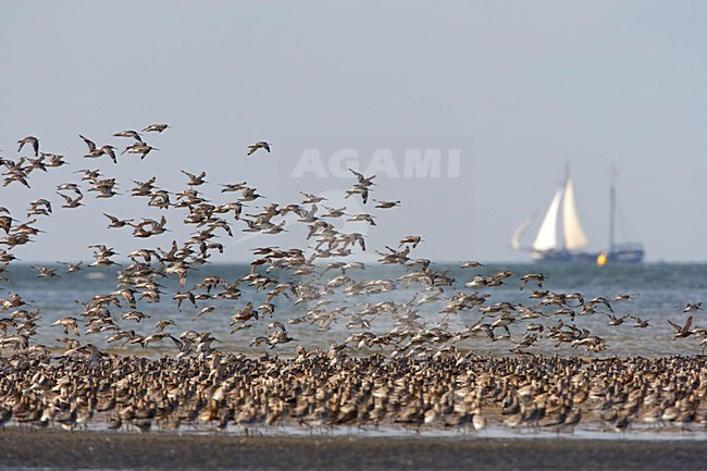 Rosse Grutto met hoog water; Bar-tailed Godwit with high tide stock-image by Agami/Arie Ouwerkerk,