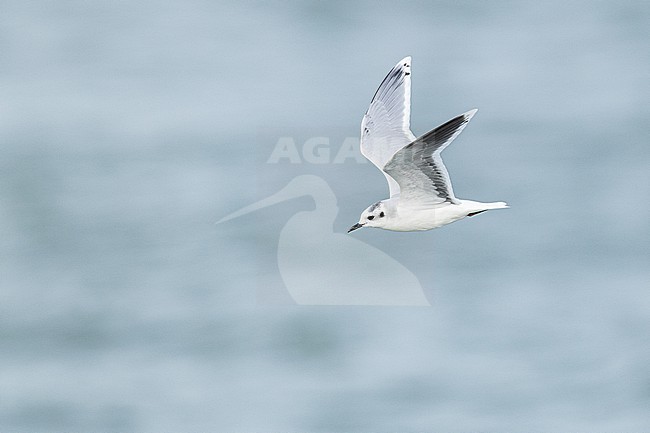  stock-image by Agami/Menno van Duijn,