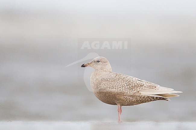 Iceland Gull, Larus glaucoides stock-image by Agami/Menno van Duijn,