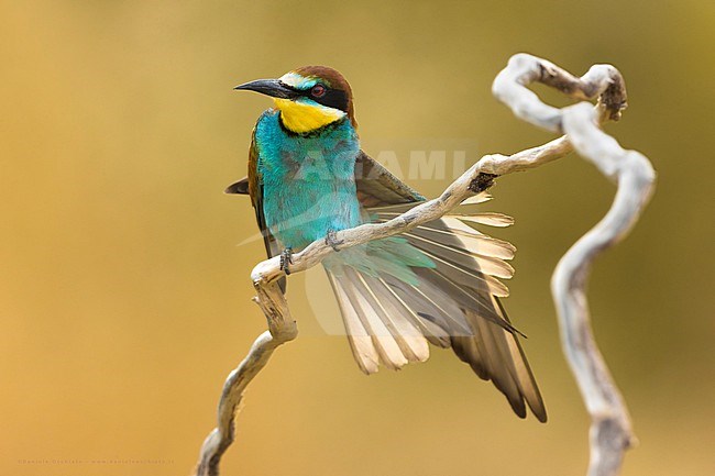 European Bee-eater, Merops apiaster, in Italy. Stretching its wing. stock-image by Agami/Daniele Occhiato,