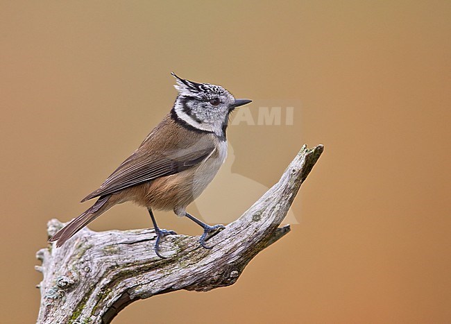 Crested Tit Catalonia Spain
Toyhtotiainen Katalonia Espanja
Parus cristatus stock-image by Agami/Tomi Muukkonen,