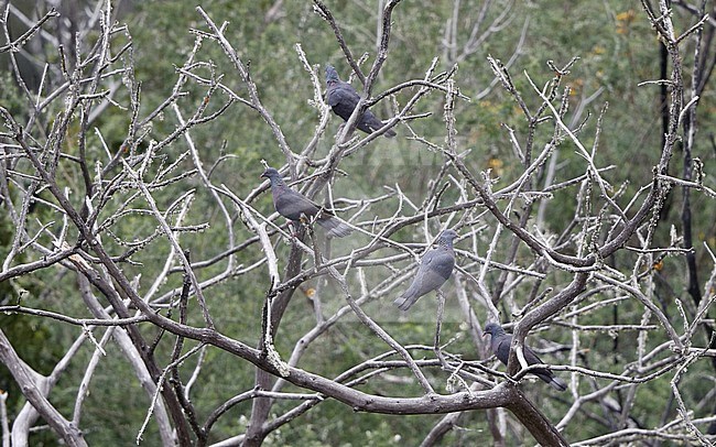 Bolle's Pigeon (Columba bollii) several birds in a tree at Monte del Agua, Erjos, Tenerife, Canary Islands, Spain stock-image by Agami/Helge Sorensen,