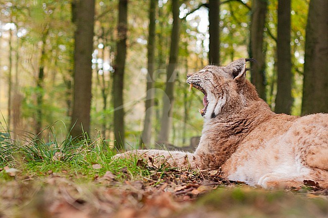 European lynx  (Lynx lynx) lying in forest and yawning stock-image by Agami/Caroline Piek,