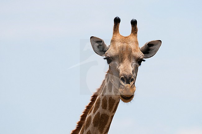 A female southern giraffe, Giraffa camelopardalis, looking at the camera. Savute Marsh, Chobe National Park, Botswana. stock-image by Agami/Sergio Pitamitz,