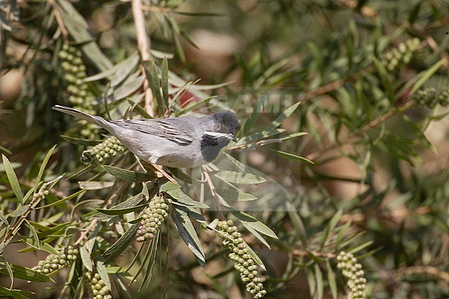 Rüppels Grasmus, Rüppell's Warbler, Sylvia rueppelli stock-image by Agami/Arie Ouwerkerk,