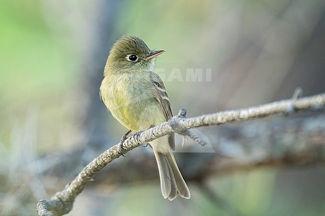 Adult
Nuevo Leon, Mexico
May 2022 stock-image by Agami/Brian E Small,