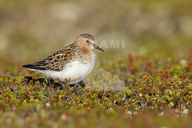 Adult Red-necked Stint (Calidris ruficollis) in breeding plumage on tundra of Seward Peninsula, Alaska, United States. stock-image by Agami/Brian E Small,