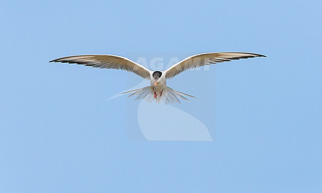 Adult Common Tern (Sterna hirundo) flying over saltpans near Skala Kalloni on the island of Lesvos, Greece. stock-image by Agami/Marc Guyt,