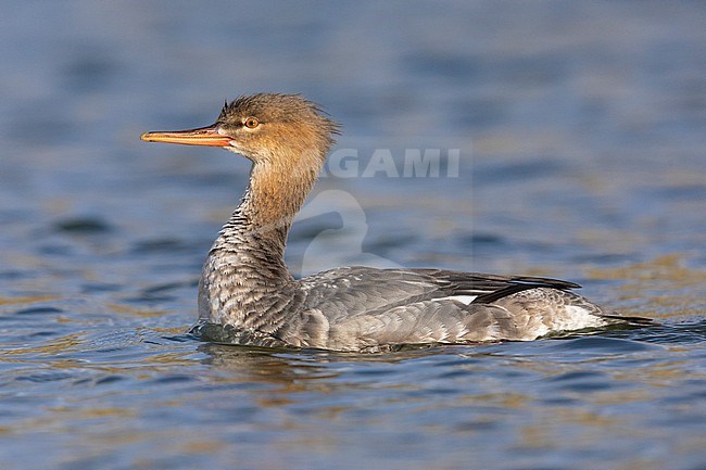 Red-breasted Merganser (Mergus serrator),  side view of a female-like bird swimming, Campania, Italy stock-image by Agami/Saverio Gatto,
