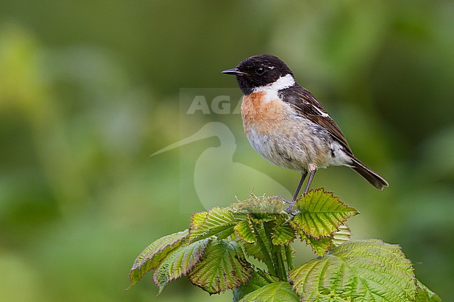 European Stonechat - Schwarzkehlchen - Saxicola torqatus ssp. rubicola, Germany, adult male stock-image by Agami/Ralph Martin,