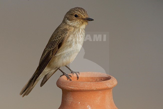 Volwassen Grauwe Vliegenvanger op uitkijk; Adult Spotted Flycatcher on look out stock-image by Agami/Daniele Occhiato,