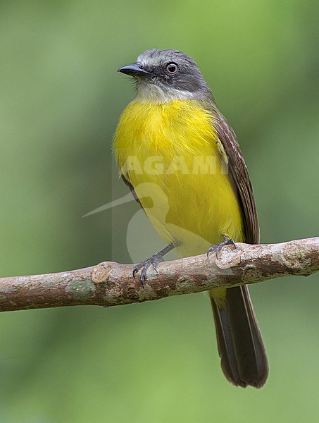 Grey-capped Flycatcher (Myiozetetes granadensis obscurior) at Yarina Lodge, Ecuador. stock-image by Agami/Tom Friedel,