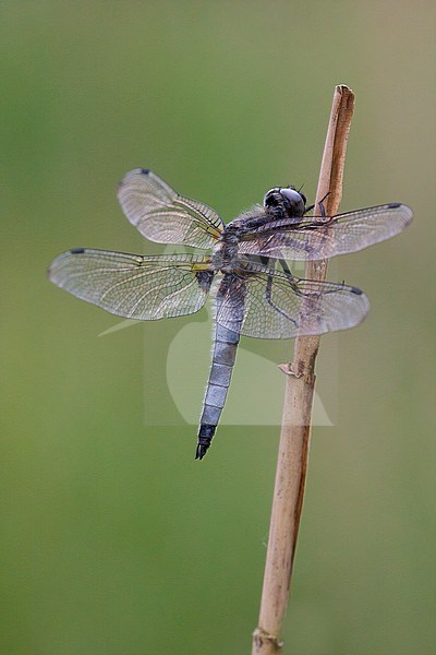 A Male Blue Chaser free on a reed stem stock-image by Agami/Onno Wildschut,