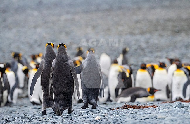 Three King Penguins (Aptenodytes patagonicus halli) walking to other penguins in the distance on the beach of Macquarie Island, subantarctic Australia. stock-image by Agami/Marc Guyt,