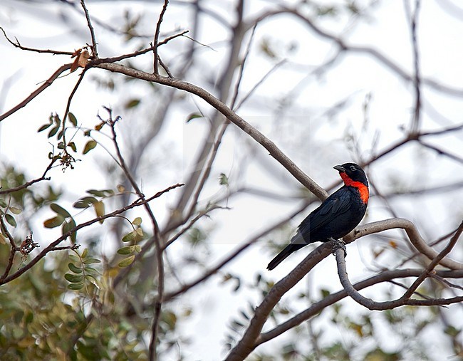 Male Scarlet-throated Tanager (Compsothraupis loricata) perched. stock-image by Agami/Andy & Gill Swash ,