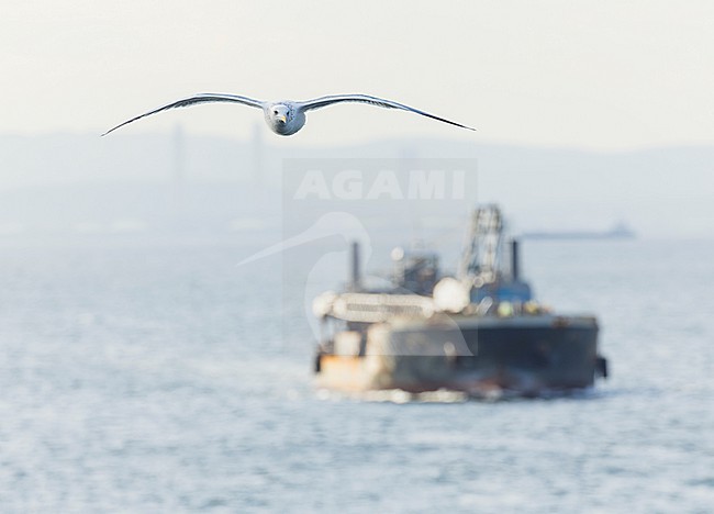 Adult Vega Gull (Larus vegae) during early spring in Japan. stock-image by Agami/Marc Guyt,