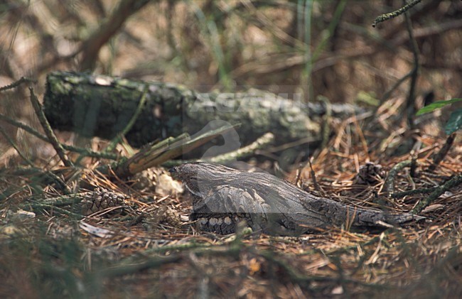Nachtzwaluw zittend op grond onder boom; European Nightjar perched on ground under tree stock-image by Agami/Harvey van Diek,
