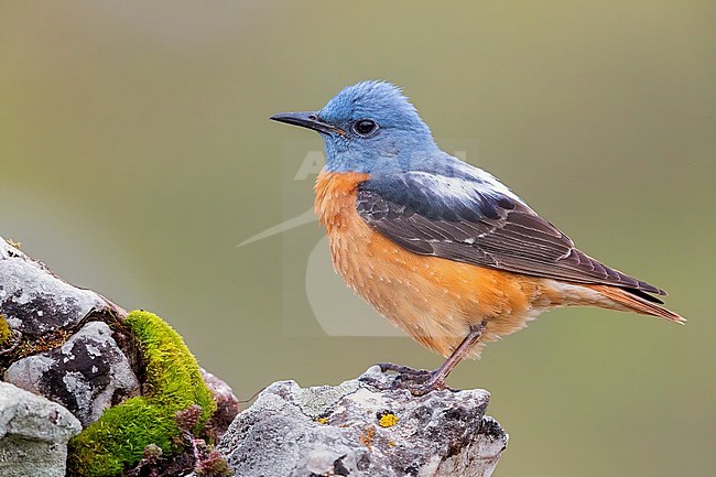 Common Rock Thrush (Monticola saxatilis), side view of an adult male standing on a rock, Abruzzo, Italy stock-image by Agami/Saverio Gatto,