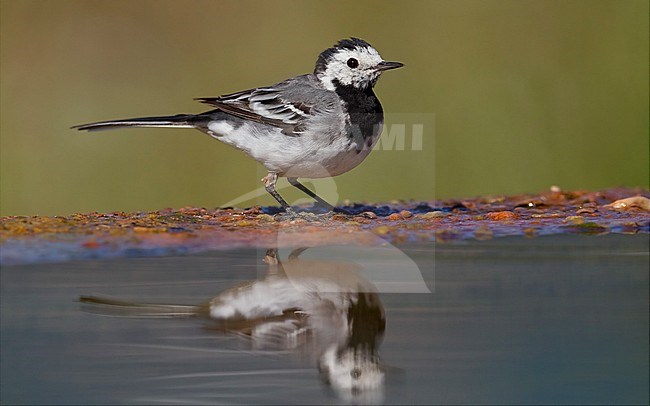 White Wagtail, Adult standing, Campania, Italy (Motacilla alba) stock-image by Agami/Saverio Gatto,