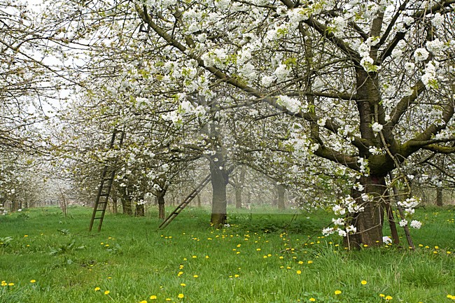 Fruitbomen in de Betuwe; Orchards in the Betuwe stock-image by Agami/Marc Guyt,