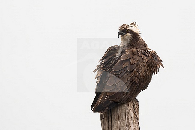 Osprey on an old tree stock-image by Agami/Han Bouwmeester,