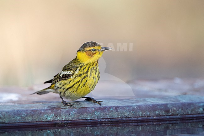Adult male Cape May Warbler (Setophaga tigrina) at Dry Tortugas, USA stock-image by Agami/Helge Sorensen,