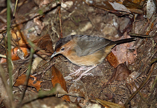 Brown-capped Babbler (Pellorneum fuscocapillus) on the ground in forest on Sri Lanka. stock-image by Agami/Andy & Gill Swash ,