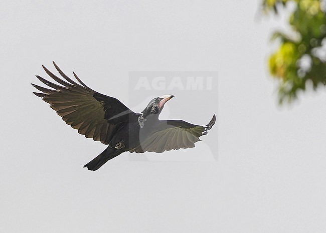 White-billed Crow, Corvus woodfordi, in the Solomon Islands. stock-image by Agami/Pete Morris,