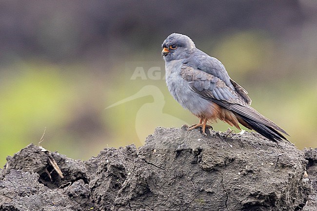 Red-footed Falcon (Falco vespertinus), side view of a 2nd cy male standing on the ground, Campania, Italy stock-image by Agami/Saverio Gatto,